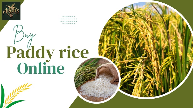 Buy Paddy Rice Online from a Trusted Global Supplier – Aron Baijnauth
